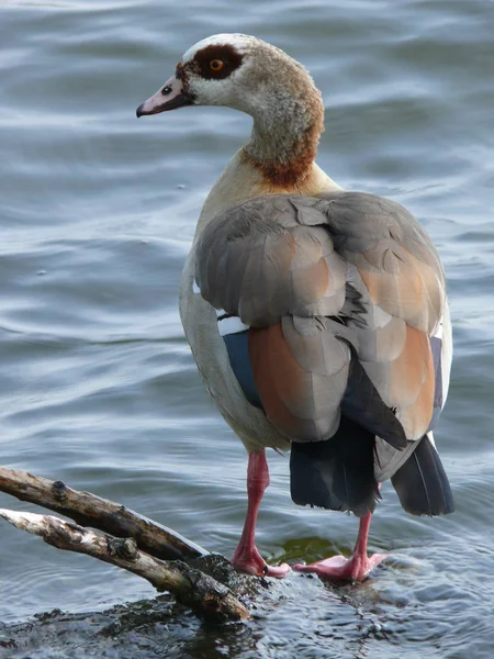 Vacker Utsikt Över Vacker Fågel Naturen — Stockfoto