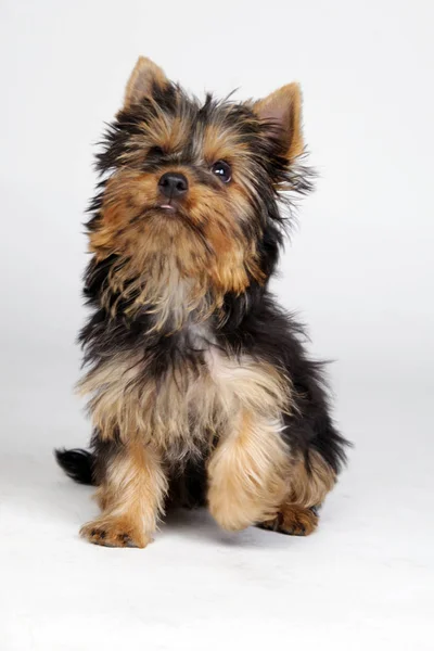 Portrait Cute Dog — Stock Photo, Image