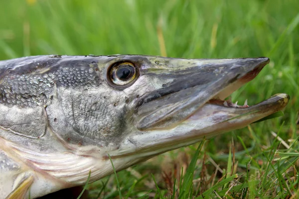 Färsk Fisk Gräset — Stockfoto
