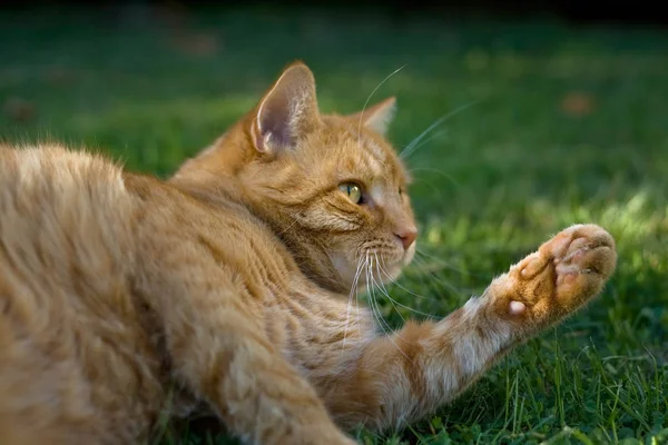 可爱而好奇的绒毛猫 — 图库照片