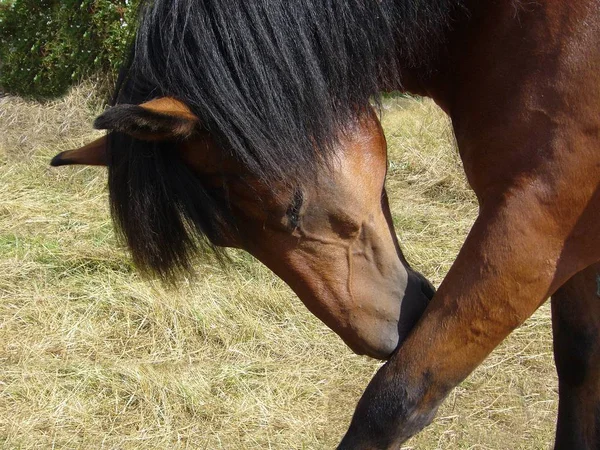 Cute Horse Wild Nature — Stock Photo, Image