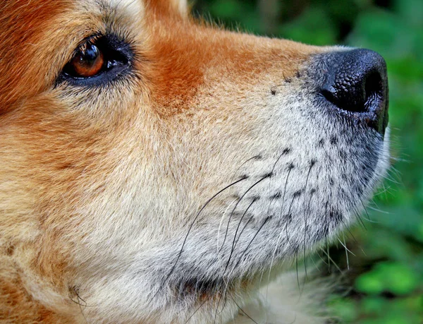 Retrato Cão Bonito — Fotografia de Stock