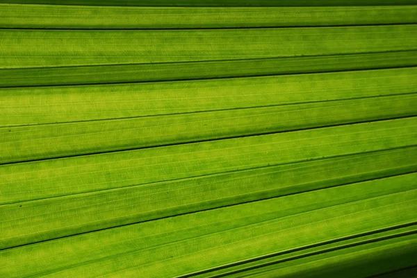Πράσινο Τροπικό Φύλλο Φοίνικα Φόντο — Φωτογραφία Αρχείου