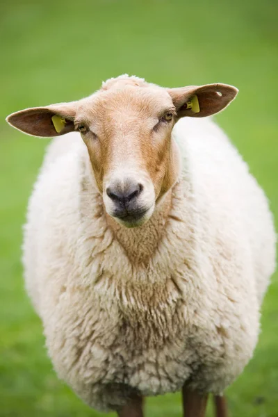 Koyunlar Yeşil Çayıra Yaklaşır — Stok fotoğraf