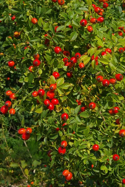 Gül Kalçası Kırmızı Böğürtlen — Stok fotoğraf