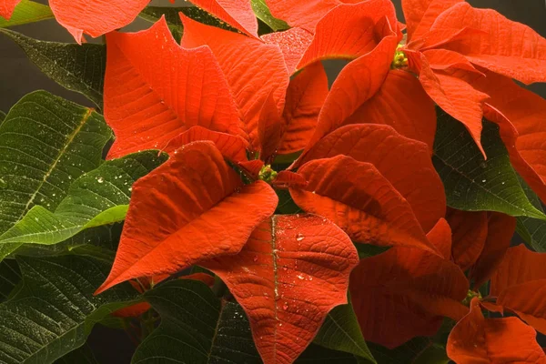 Färgglada Bakgrund För Jul Eller Nyår Semester Kort — Stockfoto