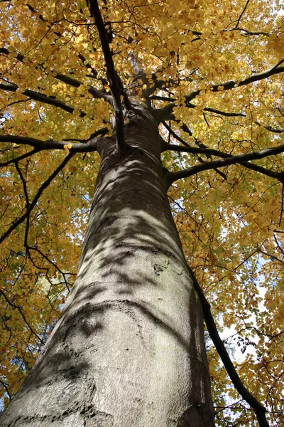 Trädstam Bark Trä Virke — Stockfoto