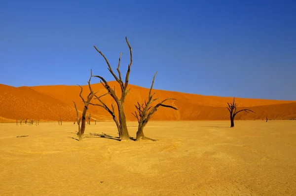 Dode Bomen Namib — Stockfoto