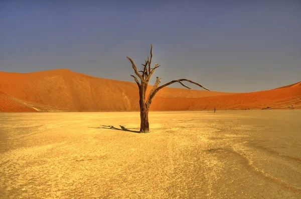 Мертві Дерева Іменібі — стокове фото