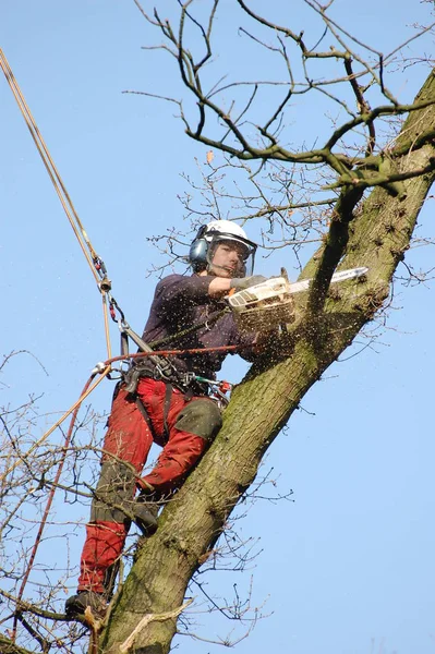 Houthakkers Bij Het Snoeien Van Bomen — Stockfoto