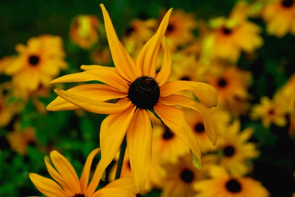 Flora Campo Petali Fiori Coneflowers — Foto Stock