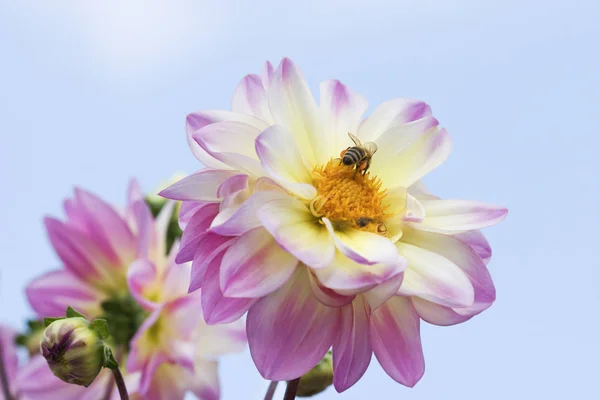 Nahaufnahme Der Schönen Blühenden Dahlie — Stockfoto