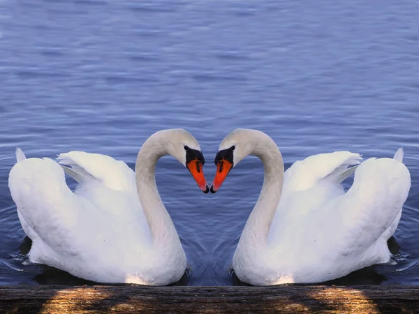 Bird Watching Cute Bird Wild Nature — Stock Photo, Image