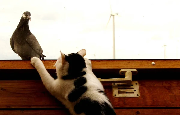 我的猫博士的房子捕捉到了贝恩独特的主题鸽子是要休息降落在封闭的屋顶窗户上 我的博士当然马上就走了 但没有一个牧场主对他来说 — 图库照片