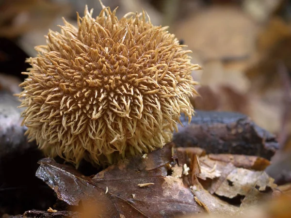 Bel Colpo Botanico Carta Parati Naturale — Foto Stock