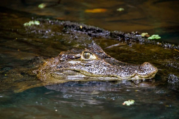 Cocodrilo Animal Reptil Peligroso — Foto de Stock