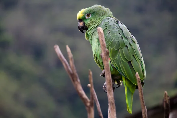 Green Costa Rica Parrot Wide — Stock Photo, Image