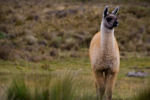 Divertente Animale Alpaca Mammifero Della Fauna Selvatica — Foto Stock