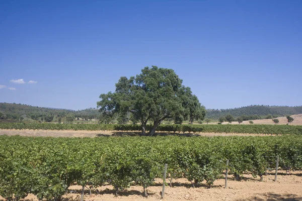 Visão Geral Uma Vinha Sul França — Fotografia de Stock