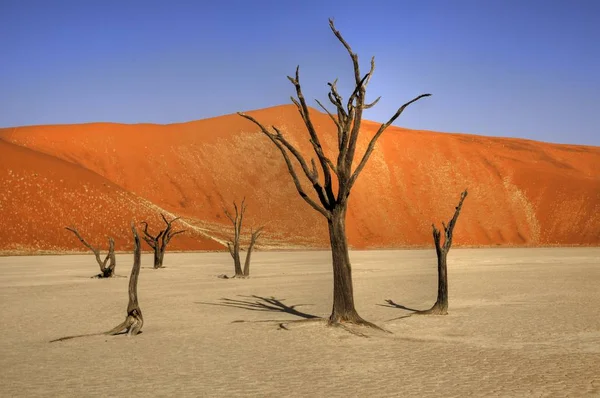 Toto Δέντρα Στο Namib — Φωτογραφία Αρχείου