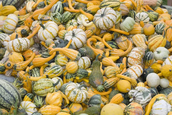 Una Pila Calabazas —  Fotos de Stock