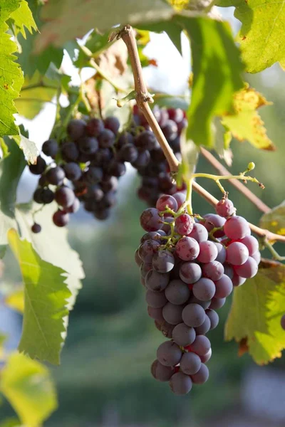 Uva Que Crece Viñedo — Foto de Stock