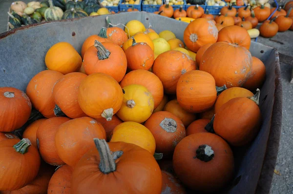 Pumpkins Squash Vegetables Plant Food — Stock Photo, Image