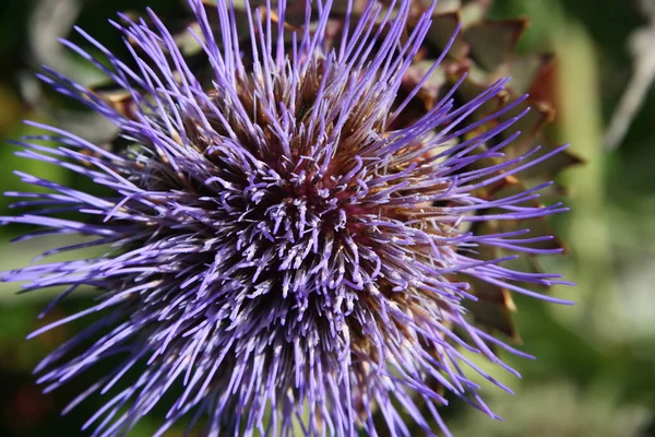 Artisjok Bloem Flora Bladeren — Stockfoto