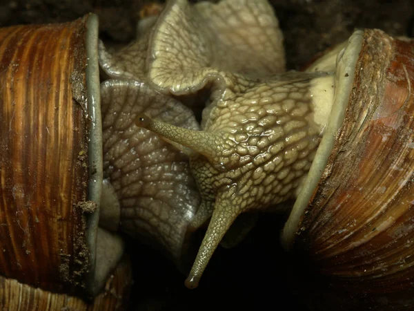 ブドウ畑での軽食は — ストック写真