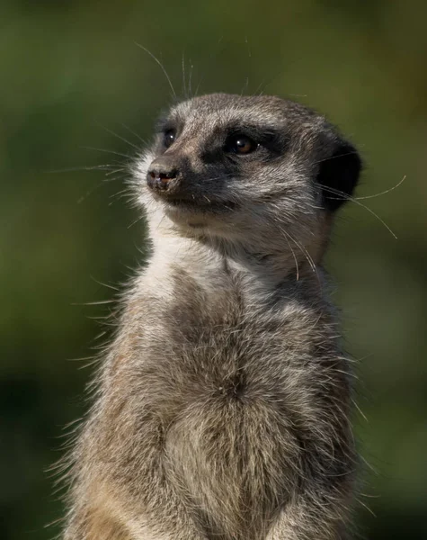 Meerkat Suricata Suricattaの野生動物 — ストック写真