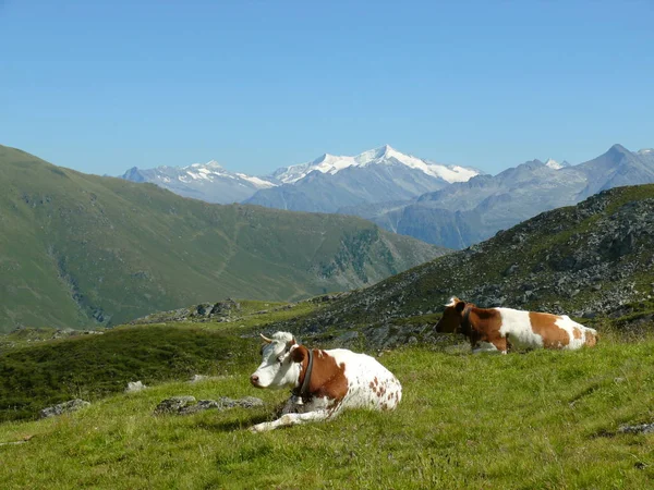Коровы Альпах — стоковое фото
