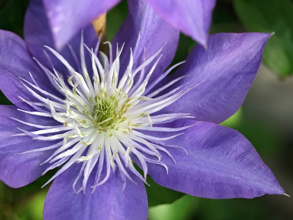 Płatki Kwiatów Clematis Flora — Zdjęcie stockowe