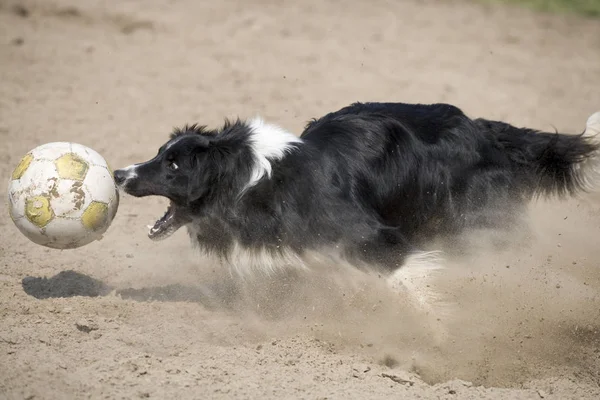 Granica Collie Pies Domowe Zwierzę Domowe Zwierzę — Zdjęcie stockowe