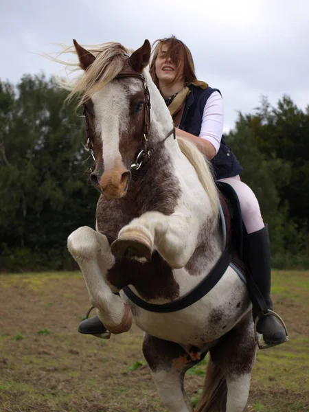 cute horse at wild nature