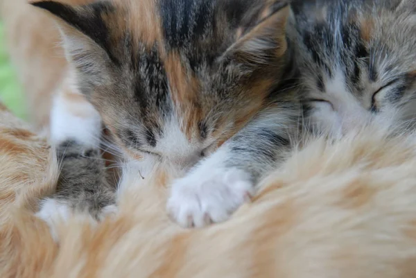 Милий Цікавий Пухнастий Кіт — стокове фото