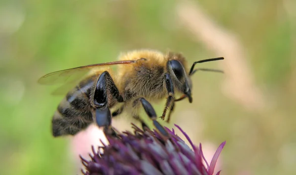 Close Zicht Insect Natuur — Stockfoto