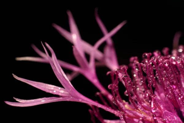 Άνθος Φολιδωτός Κενταουρία Scabiosa — Φωτογραφία Αρχείου