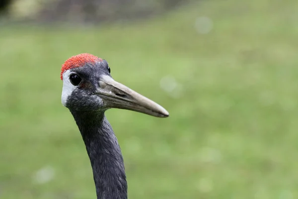 Scenic View Beautiful Bird Nature — Stock Photo, Image