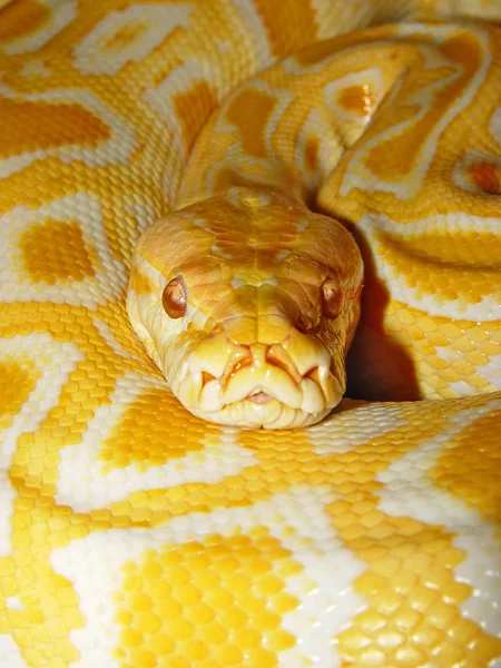 Vista Majestuosa Serpiente Pitón Salvaje —  Fotos de Stock