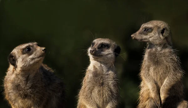 Animais Meerkat Vida Selvagem Suricata Suricatta — Fotografia de Stock