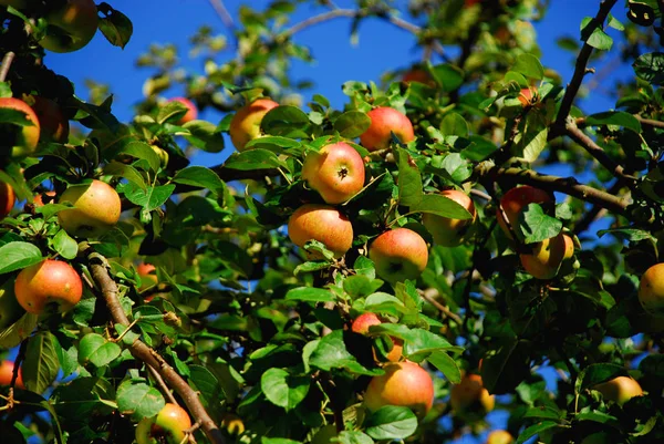 Citrusfélék Közelsége — Stock Fotó