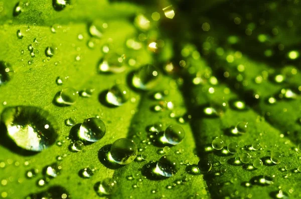 Damlalı Yeşil Yaprak — Stok fotoğraf