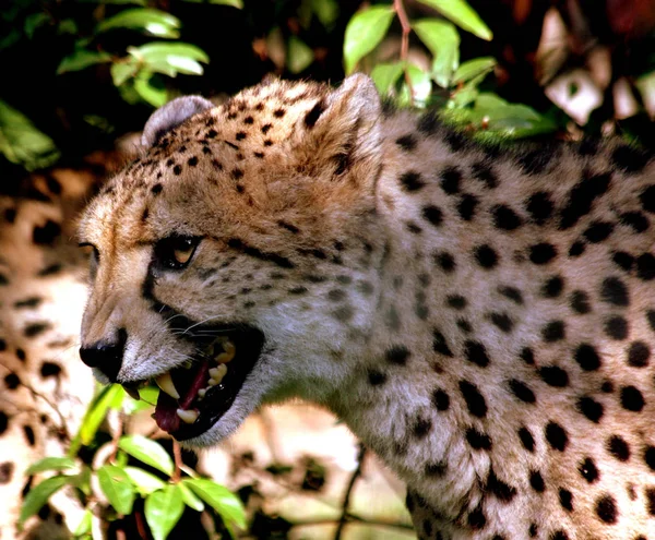 Leopard Rovdjur Stor Katt — Stockfoto