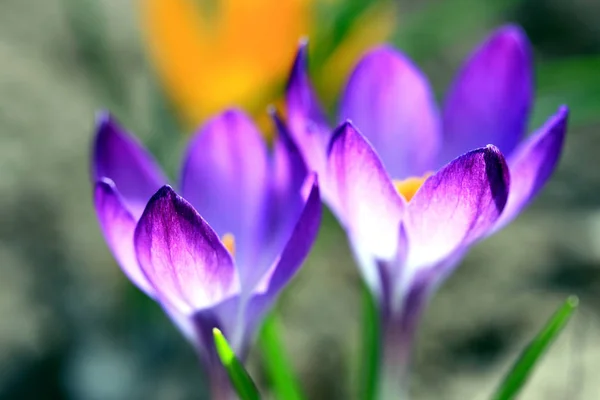 Fleurs Crocus Printemps Flore Violette — Photo