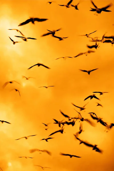 Příroda Obraz Siluety Ptáků Létající — Stock fotografie