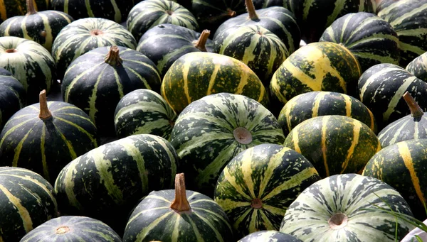 Visão Panorâmica Agricultura Foco Seletivo — Fotografia de Stock