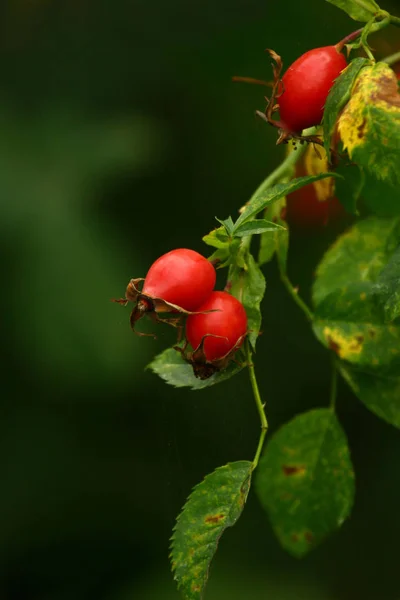 Gül Kalça Kırmızı Dut — Stok fotoğraf