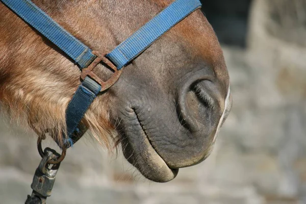 Schattig Paard Wilde Natuur — Stockfoto