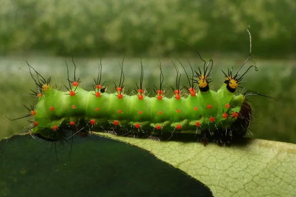 Caterpillar Insect Small Worm — Stock Photo, Image