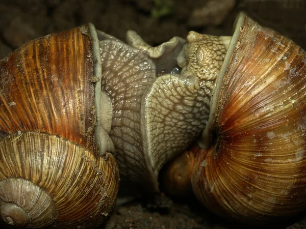 Slow Snail Slimy Animal — Stock Photo, Image